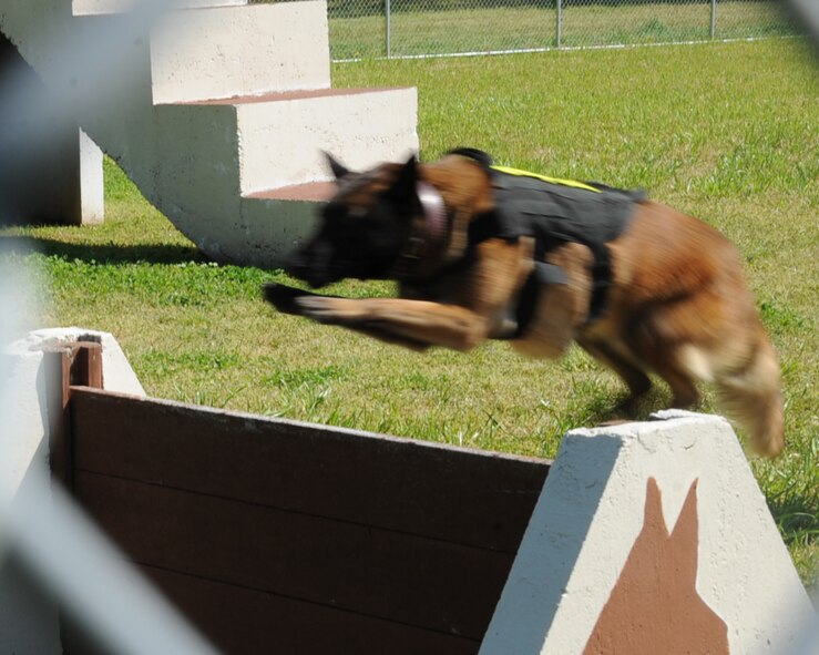 Zzeki, 2nd Security Forces Squadron military working dog, runs the obstacle course on Barksdale Air Force Base, La., April 1. MWDs are trained in many things such as street patrol, maintaining and guarding entry control points, and detection of narcotics and ordnance. Sweeps of buildings, vehicles, warehouses and open fields or areas are conducted as well. (U.S. Air Force photo/Senior Airman Sean Martin)