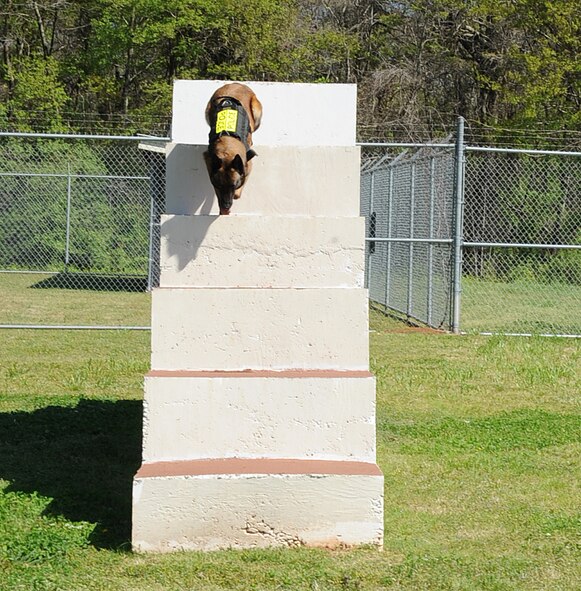Zzeki, 2nd Security Forces Squadron military working dog, runs the obstacle course on Barksdale Air Force Base, La., April 1. MWDs are required to run the course regularly as part of their training. ZZeki, a 4 year old Belgian Malinois, has been stationed here for three years.  (U.S. Air Force photo/Senior Airman Sean Martin)