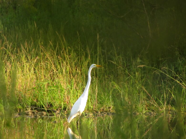 Great White Egret forages for food (fish, frogs, snakes) in a wetland at Wendell H. Ford Regional Training Center in Kentucky during a site visit  September 2012. (U.S. Army Corps of Engineers photo by Jesse Helton)