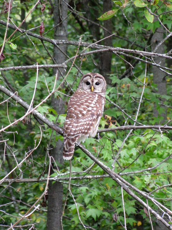 The Barred Owl was observed several times during a threatened and endangered species survey at the Wendell H. Ford Regional Training Center in Kentucky in August 2012.  This owl is a predator of the Long-eared Owl, which is protected.  Habitat management techniques that benefit the Long-eared Owl while discouraging predation from Barred Owls may be developed in future studies. (U.S. Army Corps of Engineers photo by Jesse Helton)