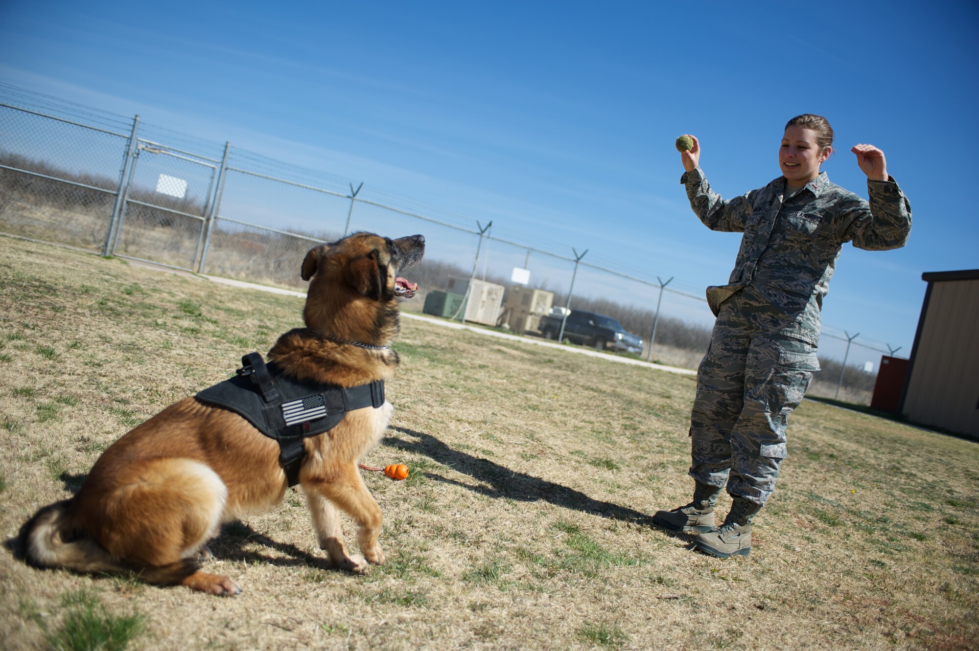 U.S. Air Force 2nd. Lt. Karrissa Garza, 7th Logistics Readiness Squadron, gives a speak command to military working dog (MWD) Condor March 26, 2013, at the 7th Security Forces Squadron MWD Compound on Dyess Air Force Base Texas. Garza is in the process of adopting Condor upon his retirement from the Air Force and pays frequent visits in order to form a bond with the dog. Condor, an 8 year old belgian malinois, is a veteran of Operation Iraqi Freedom as well as supported the U.S. Secret Service. (U.S. Air Force Photo by Tech. Sgt. Joshua T. Jasper/Released)
