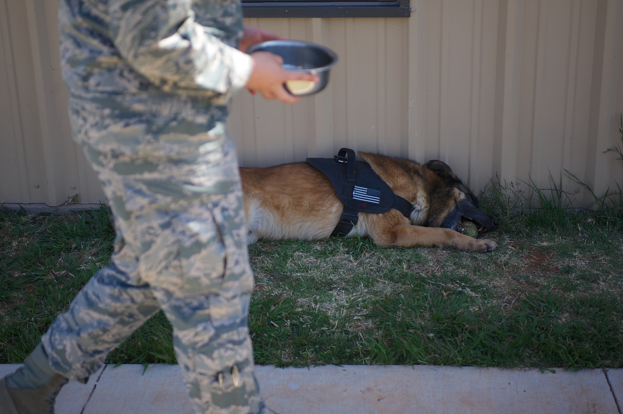 U.S. Air Force 2nd. Lt. Karrissa Garza, 7th Logistics Readiness Squadron, retrieves a bowl of water while military working dog (MWD) Condor chews on a ball March 26, 2013, at the 7th Security Forces Squadron MWD Compound on Dyess Air Force Base Texas. Garza is in the process of adopting Condor upon his retirement from the Air Force and pays frequent visits in order to form a bond with the dog. Condor, an 8 year old belgian malinois, is a veteran of Operation Iraqi Freedom as well as supported the U.S. Secret Service. (U.S. Air Force Photo by Tech. Sgt. Joshua T. Jasper/Released)
