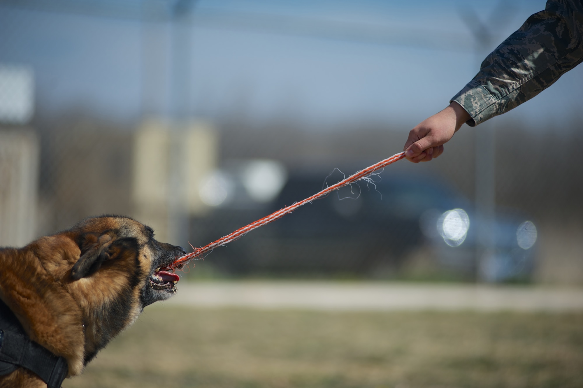 U.S. Air Force 2nd. Lt. Karrissa Garza, 7th Logistics Readiness Squadron, plays with military working dog (MWD) Condor March 26, 2013, at the 7th Security Forces Squadron MWD Compound on Dyess Air Force Base Texas. Garza is in the process of adopting Condor upon his retirement from the Air Force and pays frequent visits in order to form a bond with the dog. Condor, an 8 year old belgian malinois, is a veteran of Operation Iraqi Freedom as well as supported the U.S. Secret Service. (U.S. Air Force Photo by Tech. Sgt. Joshua T. Jasper/Released)
