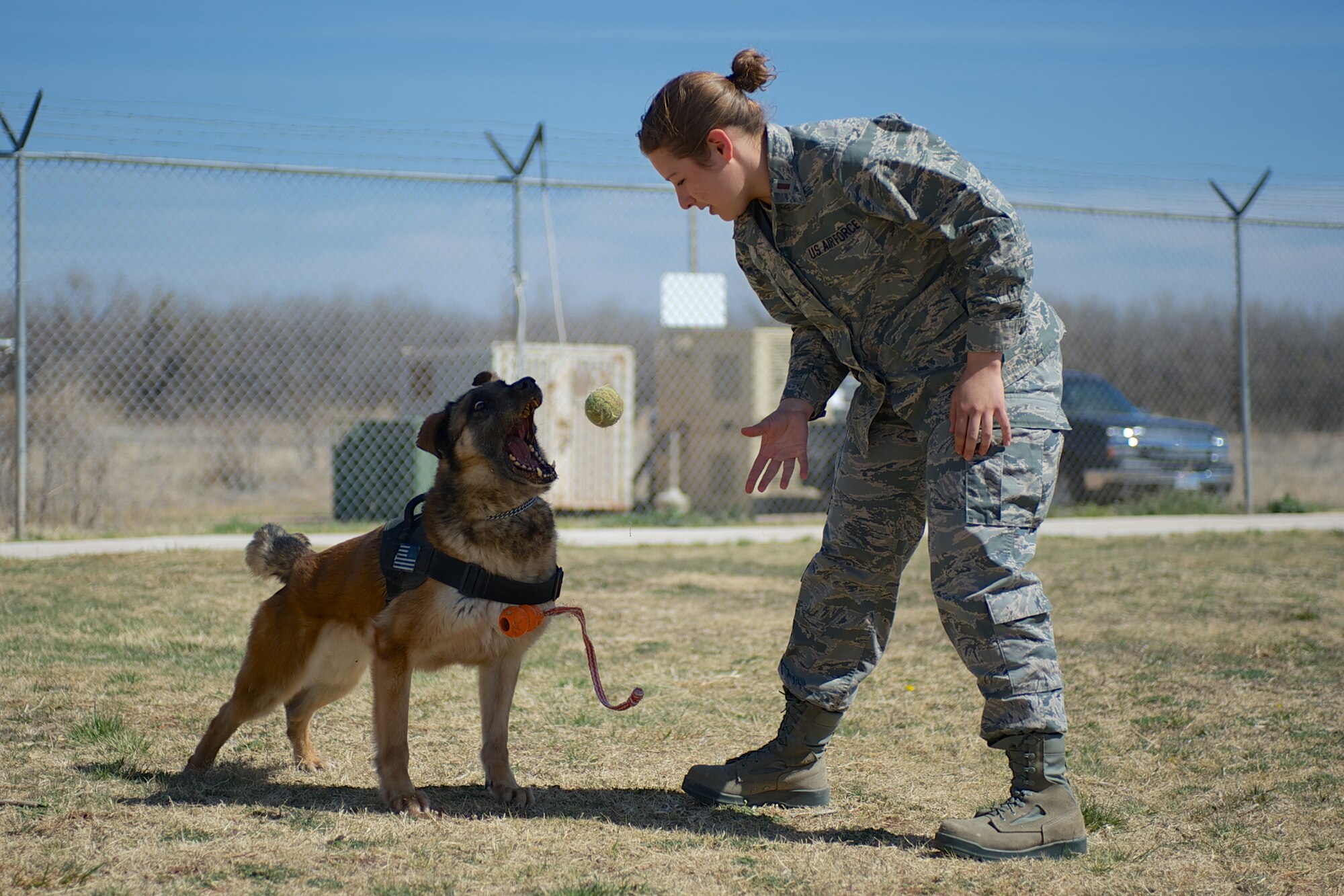 U.S. Air Force 2nd. Lt. Karrissa Garza, 7th Logistics Readiness Squadron, plays with military working dog (MWD) Condor March 26, 2013, at the 7th Security Forces Squadron MWD Compound on Dyess Air Force Base Texas. Garza is in the process of adopting Condor upon his retirement from the Air Force and pays frequent visits in order to form a bond with the dog. Condor, an 8 year old belgian malinois, is a veteran of Operation Iraqi Freedom as well as supported the U.S. Secret Service. (U.S. Air Force Photo by Tech. Sgt. Joshua T. Jasper/Released)
