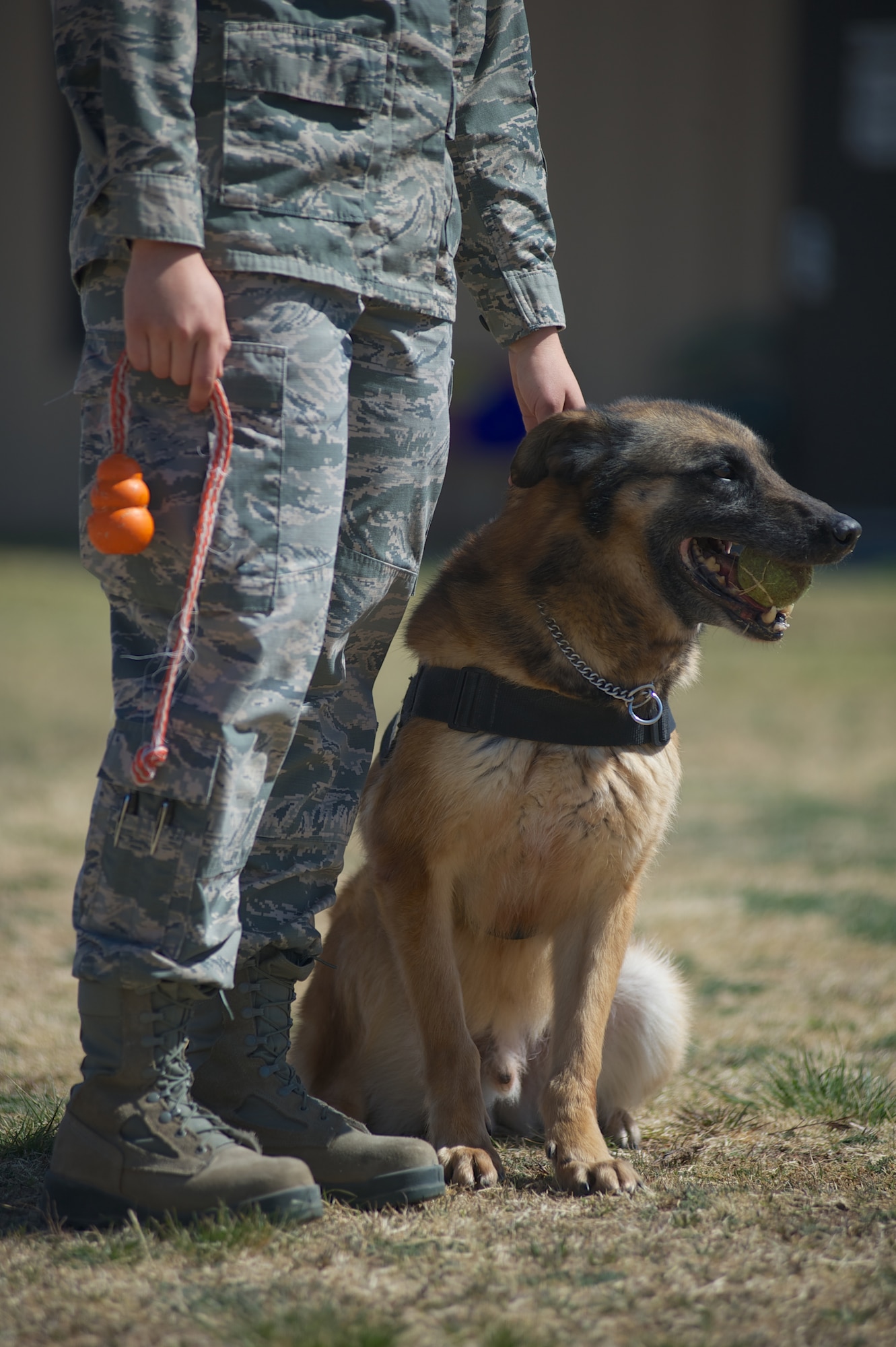 U.S. Air Force 2nd. Lt. Karrissa Garza, 7th Logistics Readiness Squadron, stands next to military working dog (MWD) Condor March 26, 2013, at the 7th Security Forces Squadron MWD Compound on Dyess Air Force Base Texas. Garza is in the process of adopting Condor upon his retirement from the Air Force and pays frequent visits in order to form a bond with the dog. Condor, an 8 year old belgian malinois, is a veteran of Operation Iraqi Freedom as well as supported the U.S. Secret Service. (U.S. Air Force Photo by Tech. Sgt. Joshua T. Jasper/Released)
