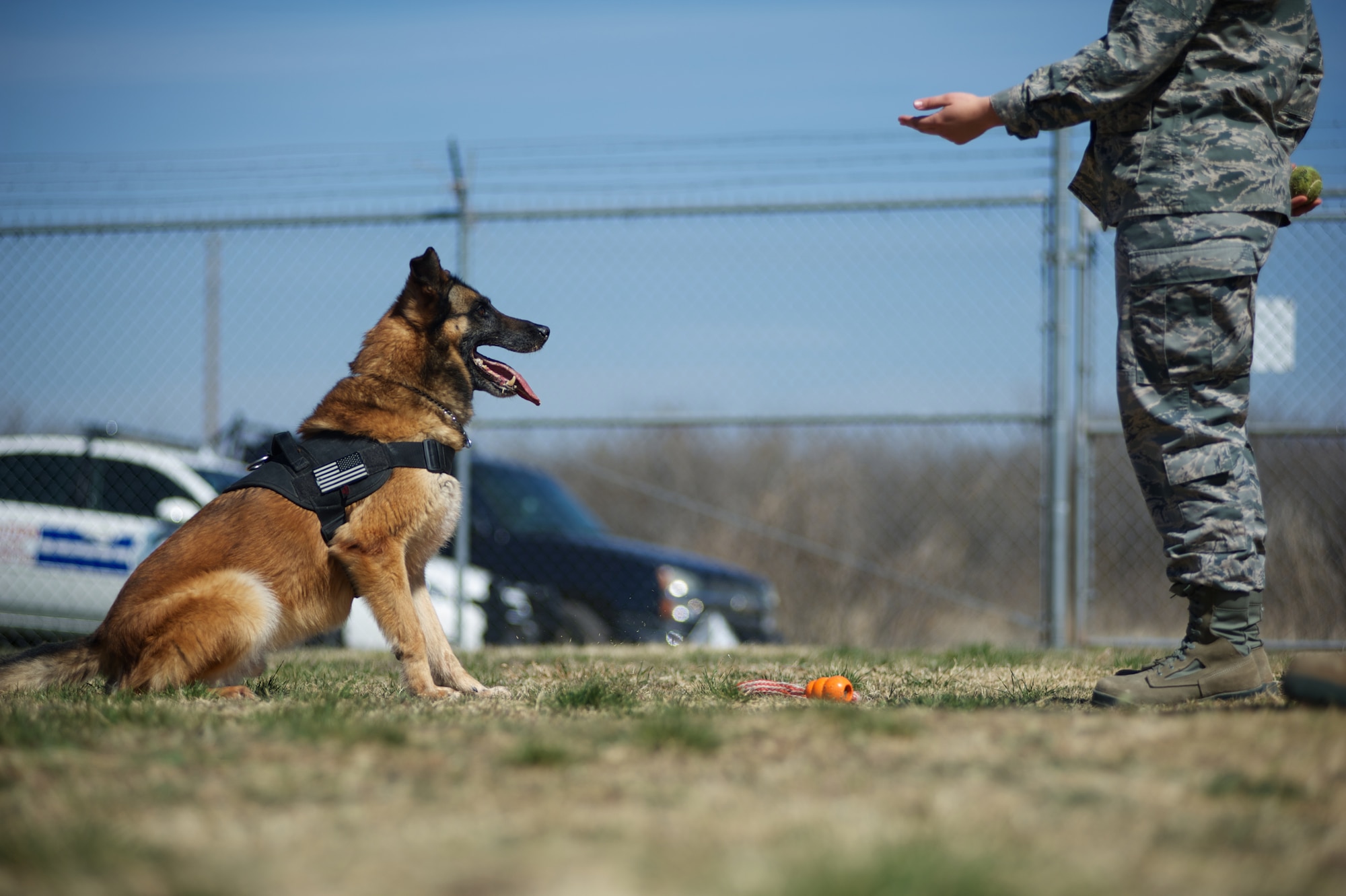 U.S. Air Force 2nd. Lt. Karrissa Garza, 7th Logistics Readiness Squadron, gives a command to military working dog (MWD) Condor March 26, 2013, at the 7th Security Forces Squadron MWD Compound on Dyess Air Force Base Texas. Garza is in the process of adopting Condor upon his retirement from the Air Force and pays frequent visits in order to form a bond with the dog. Condor, an 8 year old belgian malinois, is a veteran of Operation Iraqi Freedom as well as supported the U.S. Secret Service. (U.S. Air Force Photo by Tech. Sgt. Joshua T. Jasper/Released)

