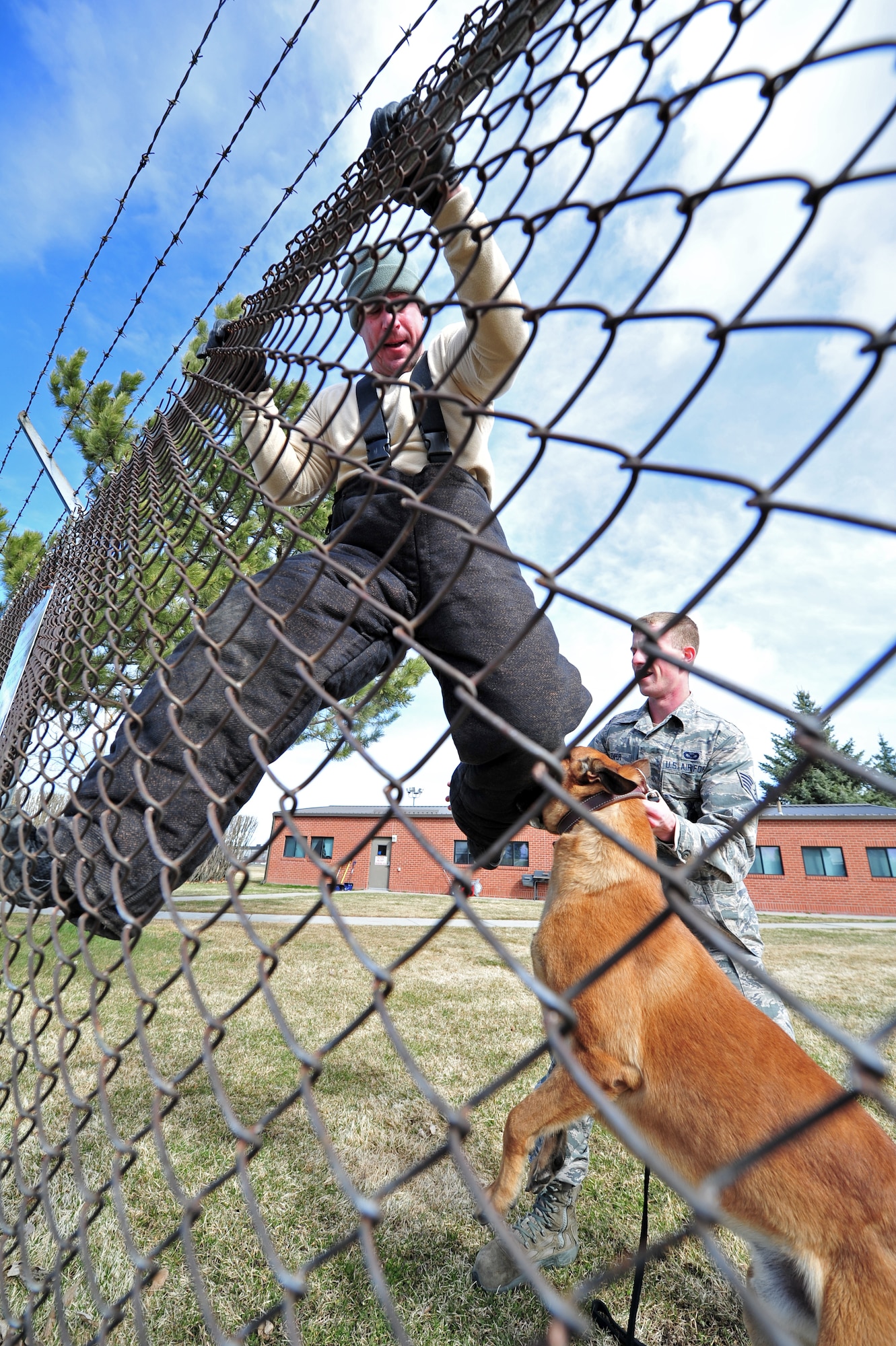 Uutah bites the leg of a simulated aggressor during a training session at the K-9 confidence course at Fairchild Air Force Base, Wash., March 21, 2013. The military working dog is trained to grab an aggressor’s leg if they attempt to climb over fences. Uutah is a Belgian Malinois military working dog assigned to the 92nd Security Forces Squadron. (U.S. Air Force photo by Senior Airman Taylor Curry)