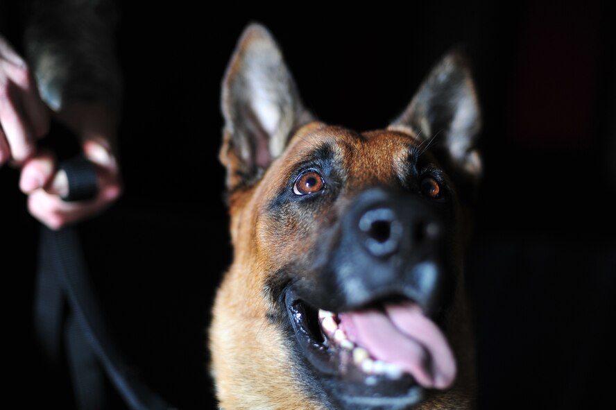 Uutah waits for instruction from a handler at Fairchild Air Force Base, Wash., March 21, 2013. Uutah is a Belgian Malinois military working dog assigned to the 92nd Security Forces Squadron. (U.S. Air Force photo by Senior Airman Taylor Curry)
