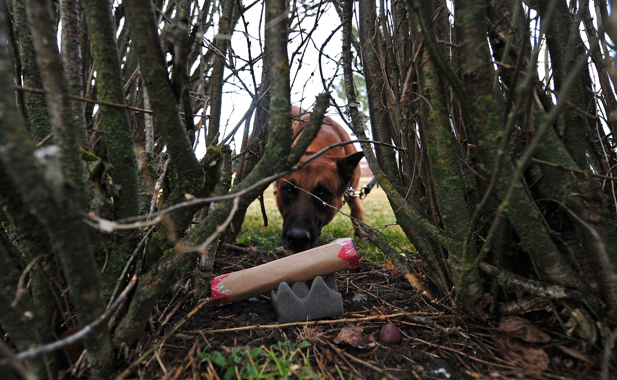 Uutah searches through shrubbery to locate a simulated suspicious odor during training at the K-9 confidence course at Fairchild Air Force Base, Wash., March 20, 2013. Military working dogs go through a training course at Joint Base San Antonio/Lackland where they are trained for detection of explosives or illegal contraband. Uutah is a Belgian Malinois military working dog assigned to the 92nd Security Forces Squadron. (U.S. Air Force photo by Senior Airman Taylor Curry)