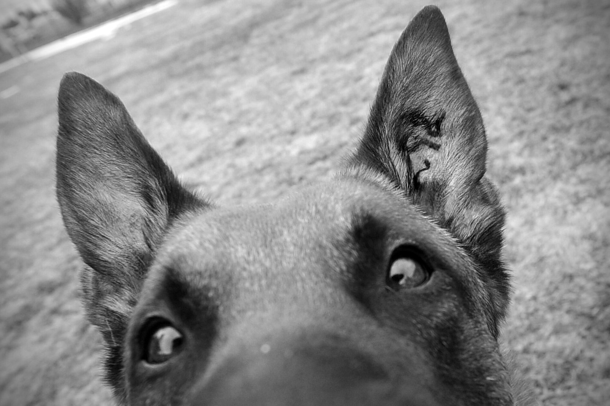 Uutah’s tattoo can be seen in his left ear, signifying the whelp-series the canine was born into represented by one letter and three digits. Uutah is a Belgian Malinois military working dog assigned to the 92nd Security Forces Squadron. (U.S. Air Force photo by Senior Airman Taylor Curry)
