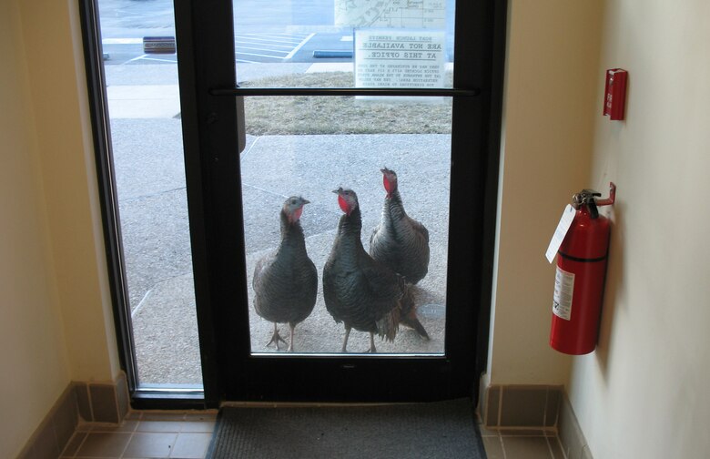 Turkeys check out their reflections on the front door to the Mississinewa Lake Office Peru, Ind. (U.S. Army Corps of Engineers photo by Scot Dahms)