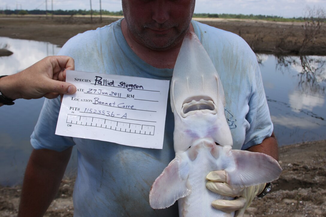 This pallid sturgeon was caught in the Bonnet Carre Spillway on June 27, 2011