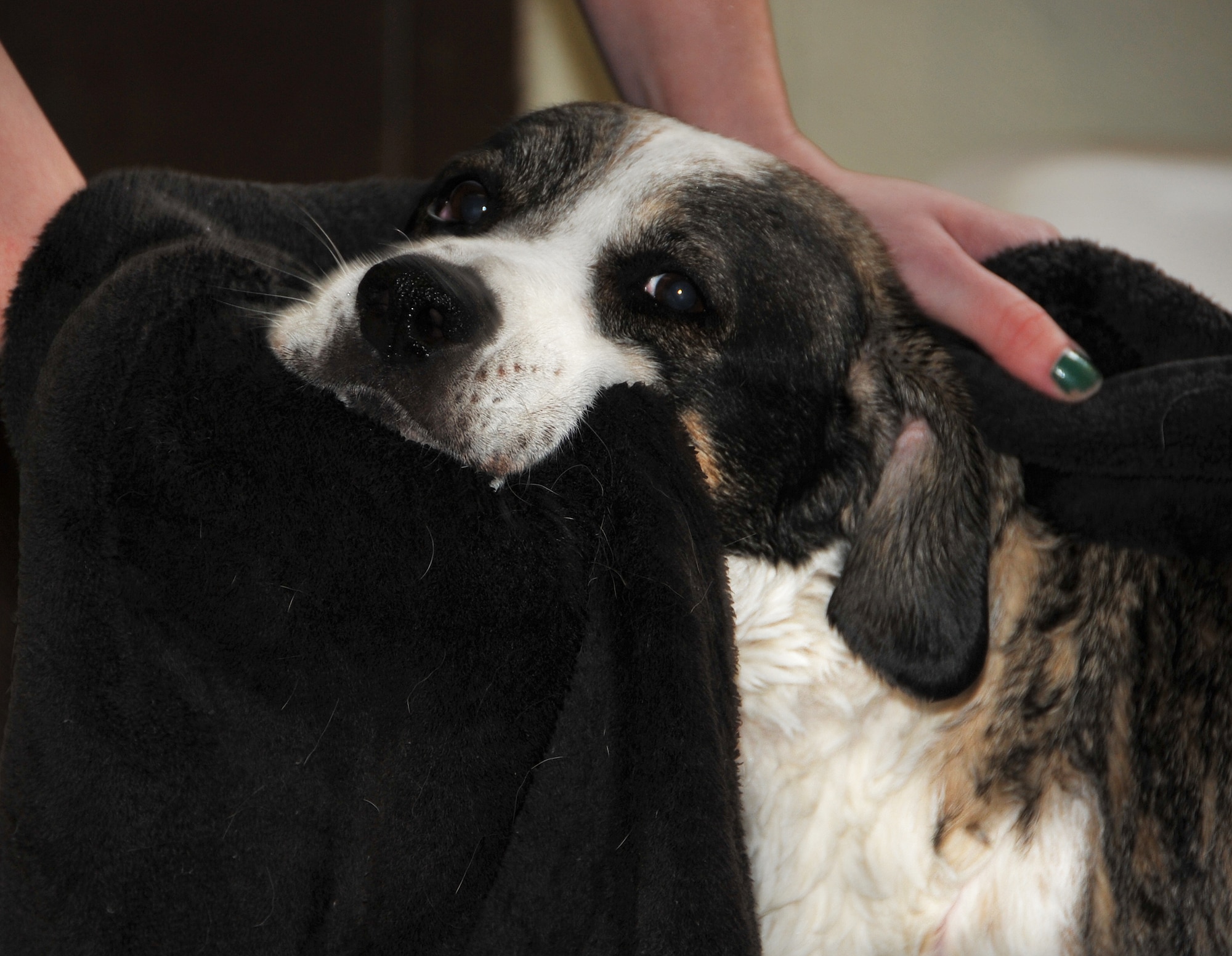 Haley gets towel dried after having a bath at the Pet Lodge on Osan Air Base, Republic of Korea, April 1 2013. The Pet Lodge recently started offering grooming services along with the boarding kennels. (U.S. Air Force photo/Senior Airman Kristina Overton)