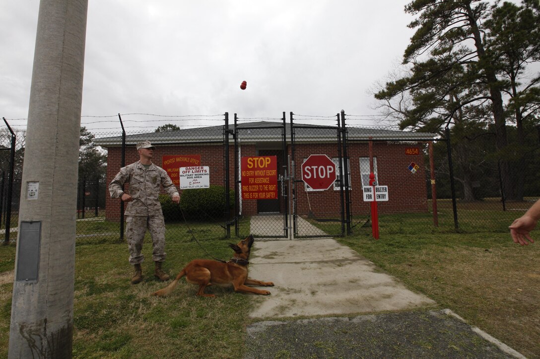 Cpl. Kyle Schiemann, a military working dog handler with Headquarters and Headquarters Squadron, throws a ball high into the air for Alf, a military working dog and 2 year-old Belgian Malinois, outside the dog kennels aboard Cherry Point April 1.