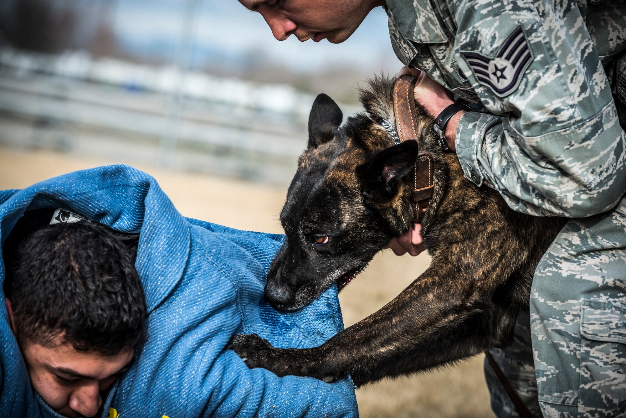 U.S. Air Force Staff Sgt. Robert Wilson (right), 366th Security Forces Squadron dog handler, commands his Military Working Dog Troll to release Staff Sgt. Lucas Medelez, 366 SFS dog handler, during a demonstration at the 366 SFS military working dog kennel at Mountain Home Air Force Base, Idaho, April 1, 2013. Medelez wore a bite suit to allow Troll to bite him without being injured. (U.S. Air Force photo/Tech. Sgt. Samuel Morse)
