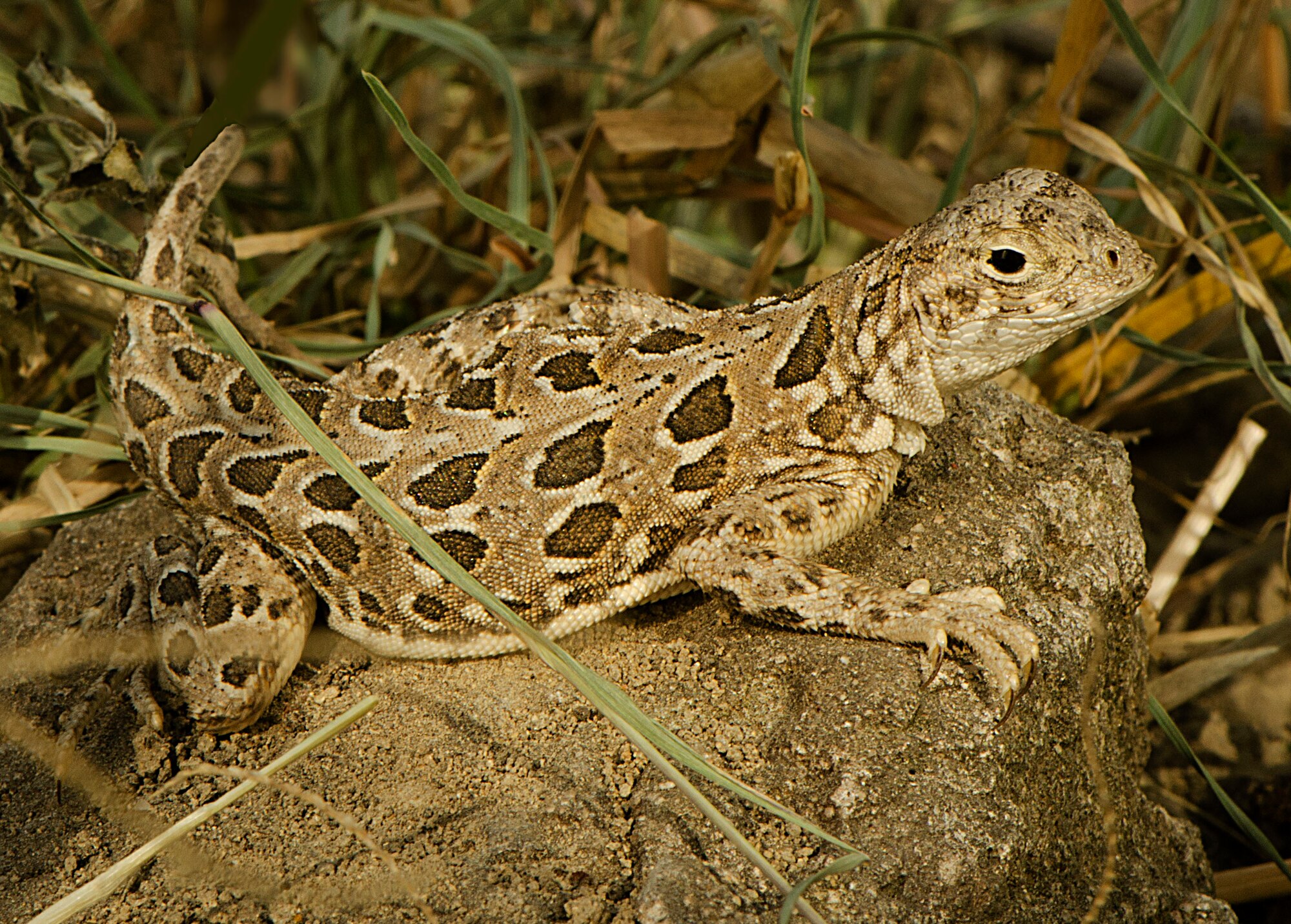 An image of the rare spot-tailed earless lizard taken by The Nature Conservancy, a nonprofit conservation organization, during their visit to Laughlin Air Force Base, Texas, March 19, 2013. The lizard, which has never been extensively researched because of its rarity, can be found at Laughlin. (Contributed photo/Charles Duran)