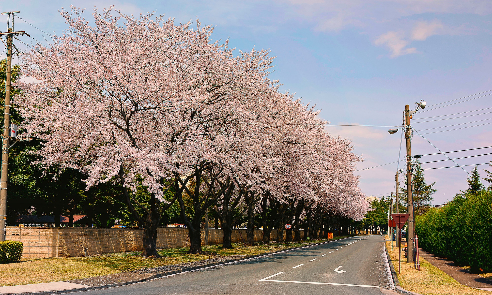 YOKOTA AIR BASE, Japan -- Cherry blossoms reached full bloom April 1, 2013, at Yokota Air Base, Japan, 12 days earlier than last year.  According to the Japan Meteorological Agency, it is the second earliest since the agency began taking statistics on cherry blooms in 1953, following 2002, when cherry blossoms reached their peak on March 21. (U.S. Air Force photo by Osakabe Yasuo)