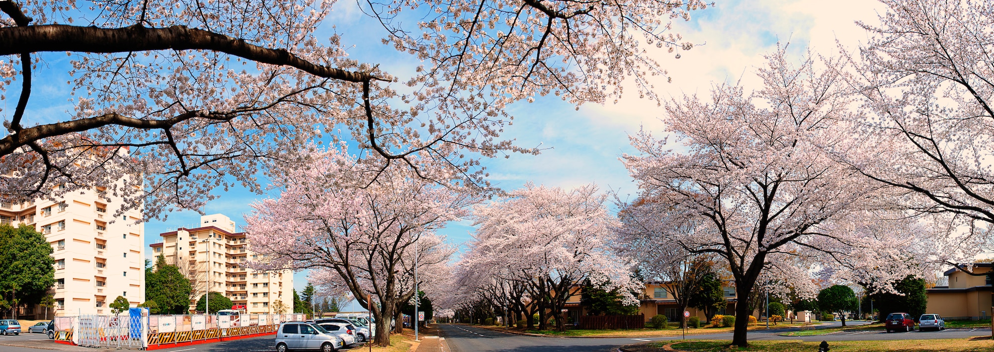 YOKOTA AIR BASE, Japan -- Cherry blossoms reached full bloom March 28, 2013, at Yokota Air Base, Japan, 12 days earlier than last year.  According to the Japan Meteorological Agency, it is the second earliest since the agency began taking statistics on cherry blooms in 1953, following 2002, when cherry blossoms reached their peak on March 21. (U.S. Air Force photo by Osakabe Yasuo)