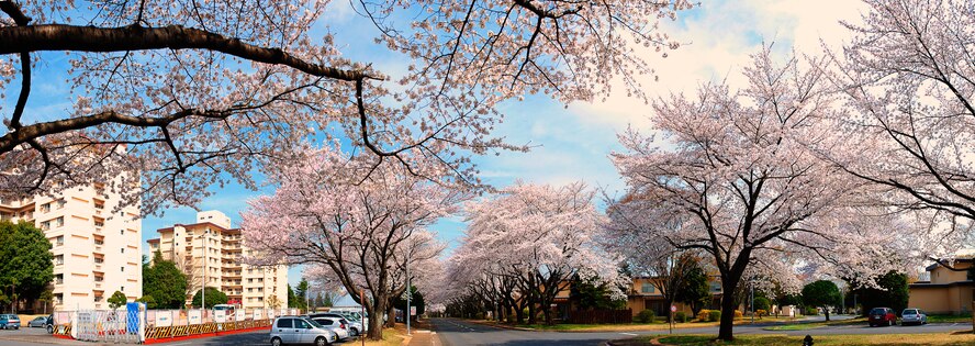 YOKOTA AIR BASE, Japan -- Cherry blossoms reached full bloom March 28, 2013, at Yokota Air Base, Japan, 12 days earlier than last year.  According to the Japan Meteorological Agency, it is the second earliest since the agency began taking statistics on cherry blooms in 1953, following 2002, when cherry blossoms reached their peak on March 21. (U.S. Air Force photo by Osakabe Yasuo)