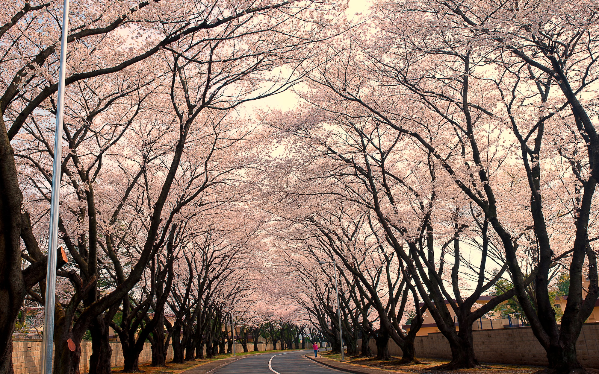 YOKOTA AIR BASE, Japan -- Cherry blossoms reached full bloom March 28, 2013, at Yokota Air Base, Japan, 12 days earlier than last year.  According to the Japan Meteorological Agency, it is the second earliest since the agency began taking statistics on cherry blooms in 1953, following 2002, when cherry blossoms reached their peak on March 21. (U.S. Air Force photo by Osakabe Yasuo)