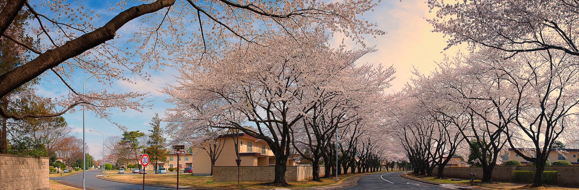 YOKOTA AIR BASE, Japan -- Cherry blossoms reached full bloom March 28, 2013, at Yokota Air Base, Japan, 12 days earlier than last year.  According to the Japan Meteorological Agency, it is the second earliest since the agency began taking statistics on cherry blooms in 1953, following 2002, when cherry blossoms reached their peak on March 21. (U.S. Air Force photo by Osakabe Yasuo)