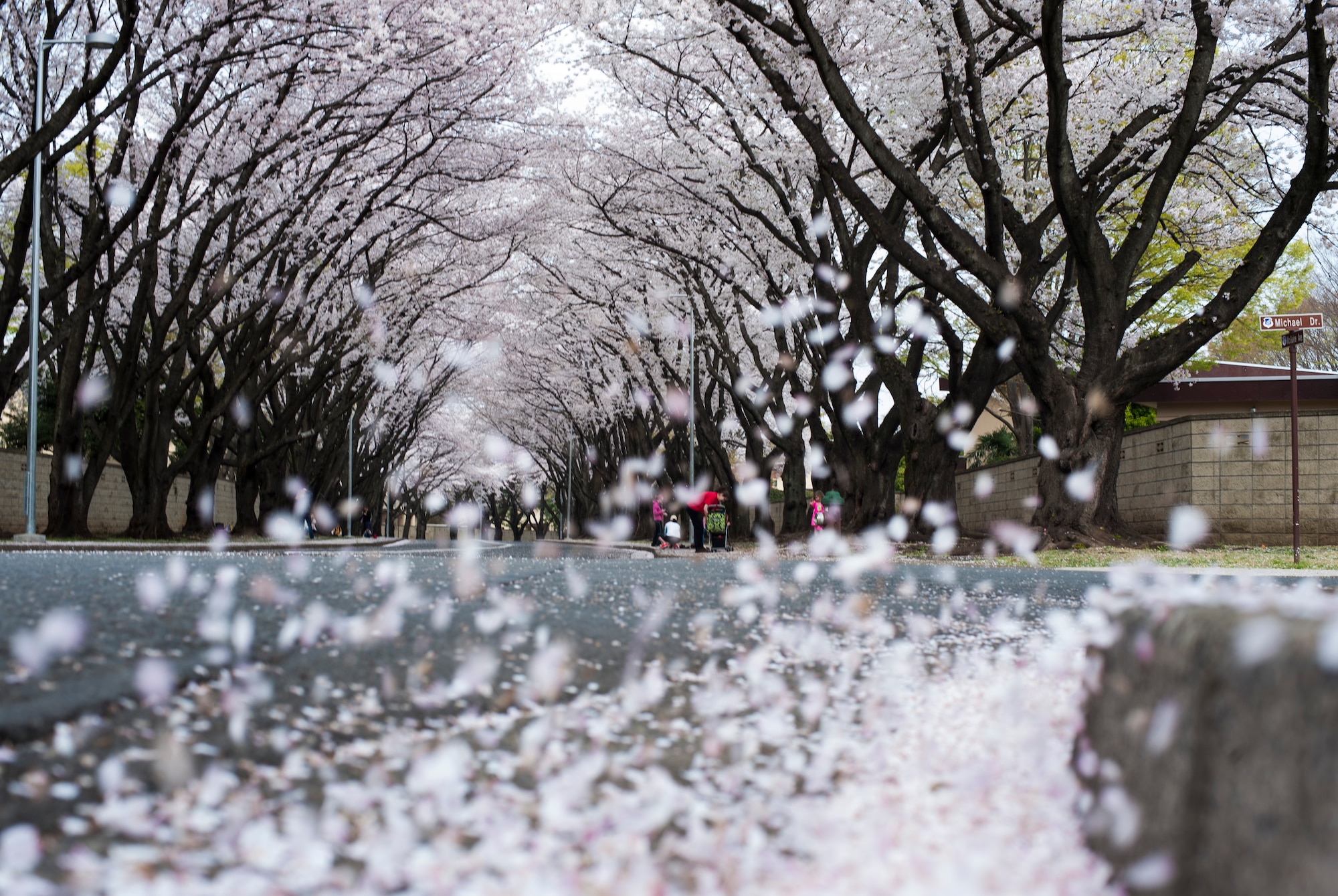 Petals from dozens of cherry blossom trees blow in the wind on McGuire Avenue while community members walk under the trees April 1, 2013, at Yokota Air Base, Japan. (U.S. Air Force photo by Senior Airman Cody H. Ramirez)