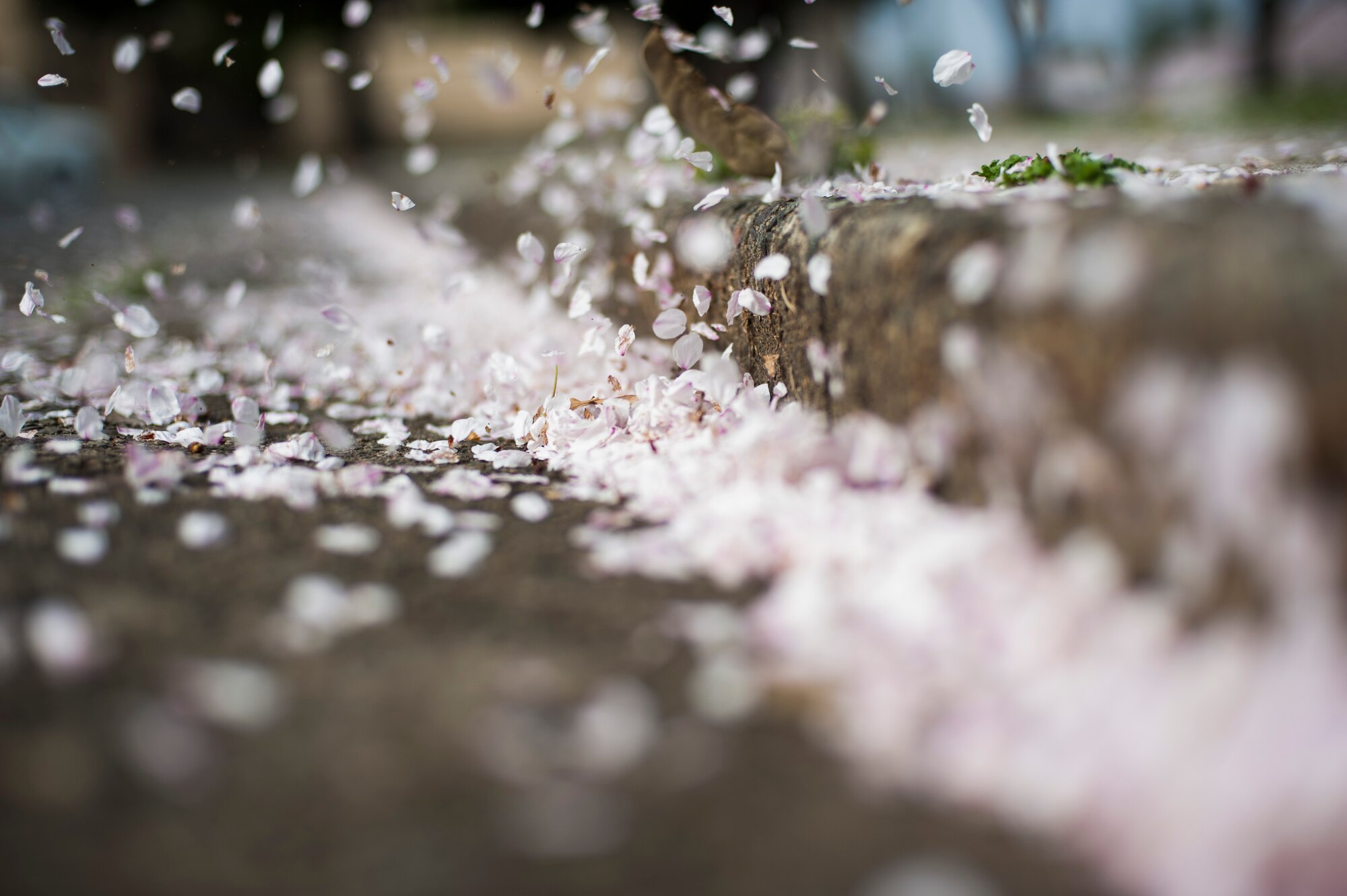 Petals from dozens of cherry blossoms trees blow in the wind near McGuire Avenue April 1, 2013, at Yokota Air Base, Japan. (U.S. Air Force photo by Senior Airman Cody H. Ramirez)