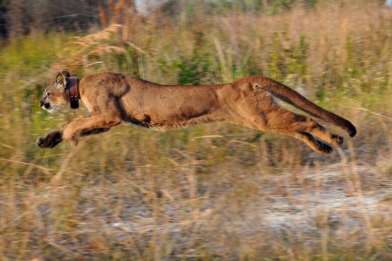 Florida panther 219 exhibits powerful beauty as she returns to the wild in Picayune Strand. 