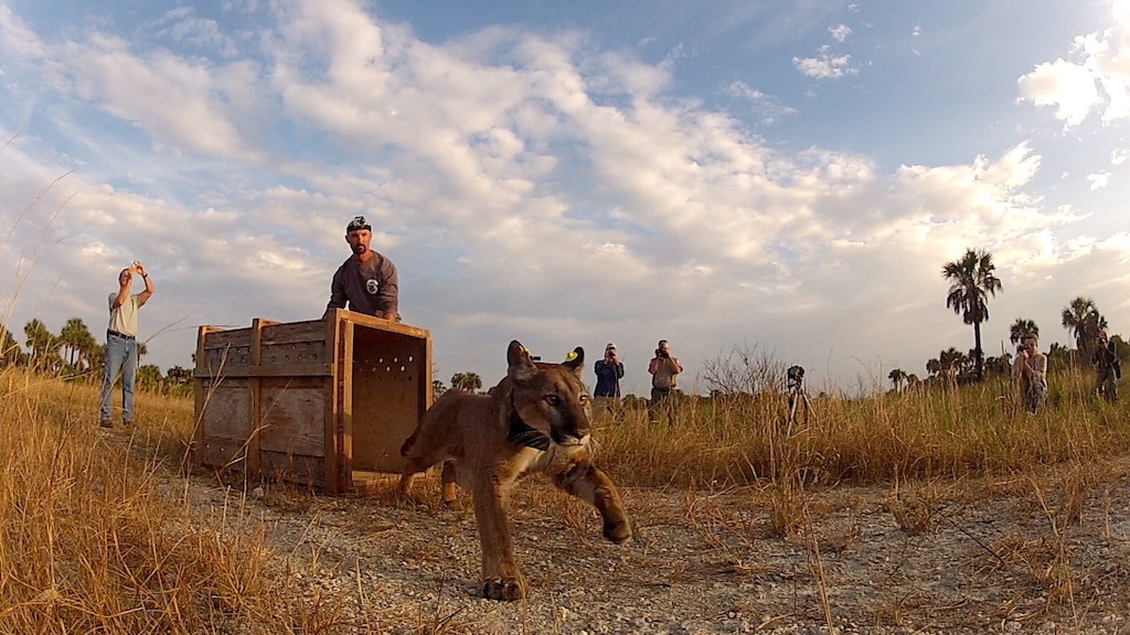 The Florida Fish and Wildlife Commission (FWC) released a female Florida panther that had been rescued as an orphaned kitten in 2011. Biologists released her in the Picayune Strand Restoration Project area in Collier County in southwest Florida. 