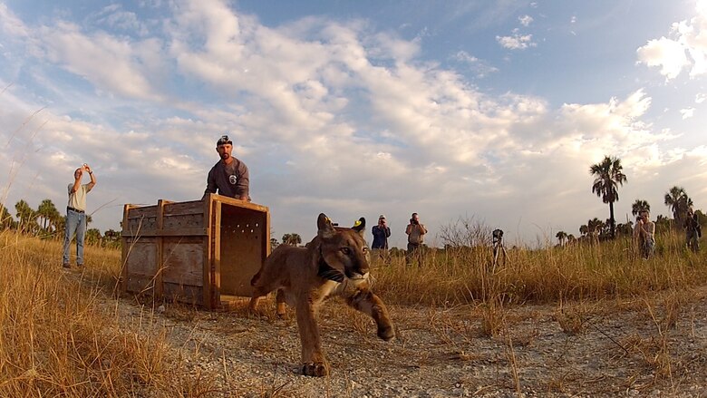 The Florida Fish and Wildlife Commission (FWC) released a female Florida panther that had been rescued as an orphaned kitten in 2011. Biologists released her in the Picayune Strand Restoration Project area in Collier County in southwest Florida. 