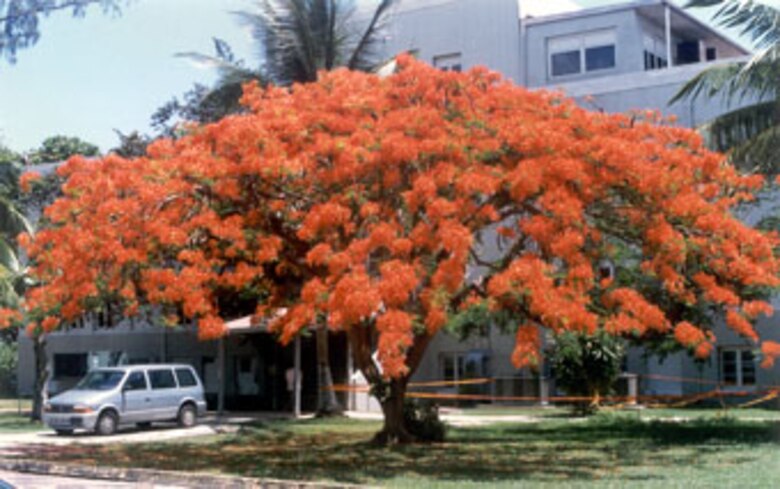 The “Flamboyán” tree, known in English as a Royal Poinciana or Flame Tree, is named for its flamboyant display of orange-red petals. The tree, planted by Corps employees in 1976, still graces the grounds of the Antilles office today. 
