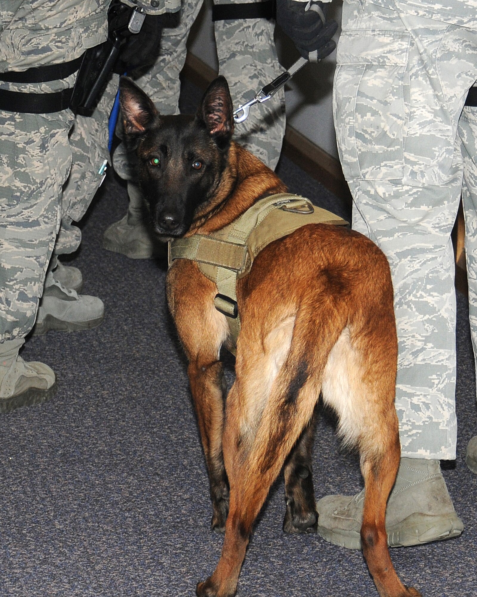 Military Working Dog Vvonya, a 100th Security Forces Squadron dog, and her handler inspect rooms during an exercise March 28, 2013, at RAF Mildenhall, England. As part of the emergency lockdown exercise, an armed assailant was on RAF Mildenhall in the vicinity of building 809. Service members are trained how to react and deal with these kind of scenarios. (U.S. Air Force photo by Gina Randall/Released)