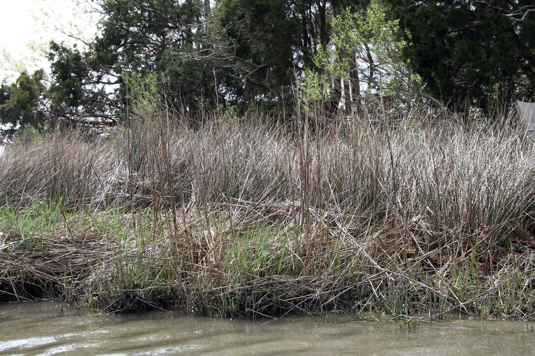 NORFOLK -- Submerged aquatic vegetation growing along the shoreline of the Lynnhaven River.