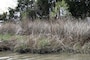 Lynnhaven River basin ecosystem restoration study
