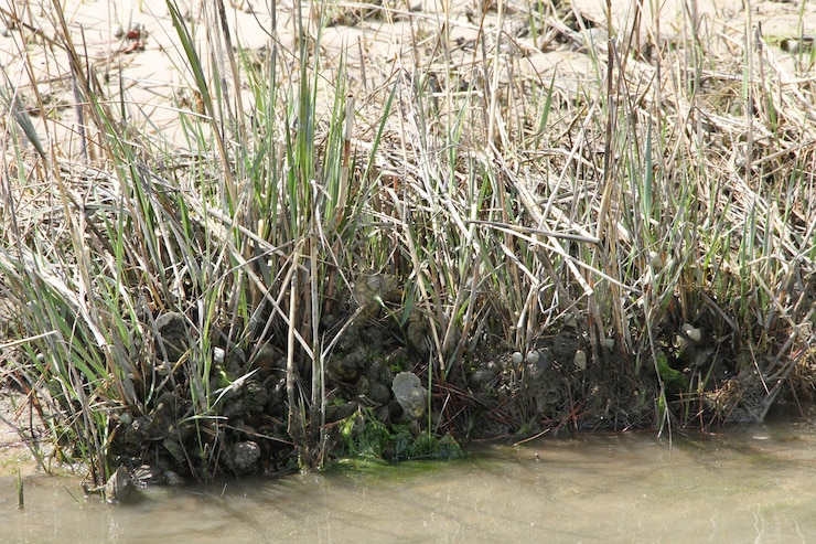 NORFOLK -- Oysters cling to the submerged aquatic vegetation and shoreline grass along the Lynnhaven River.