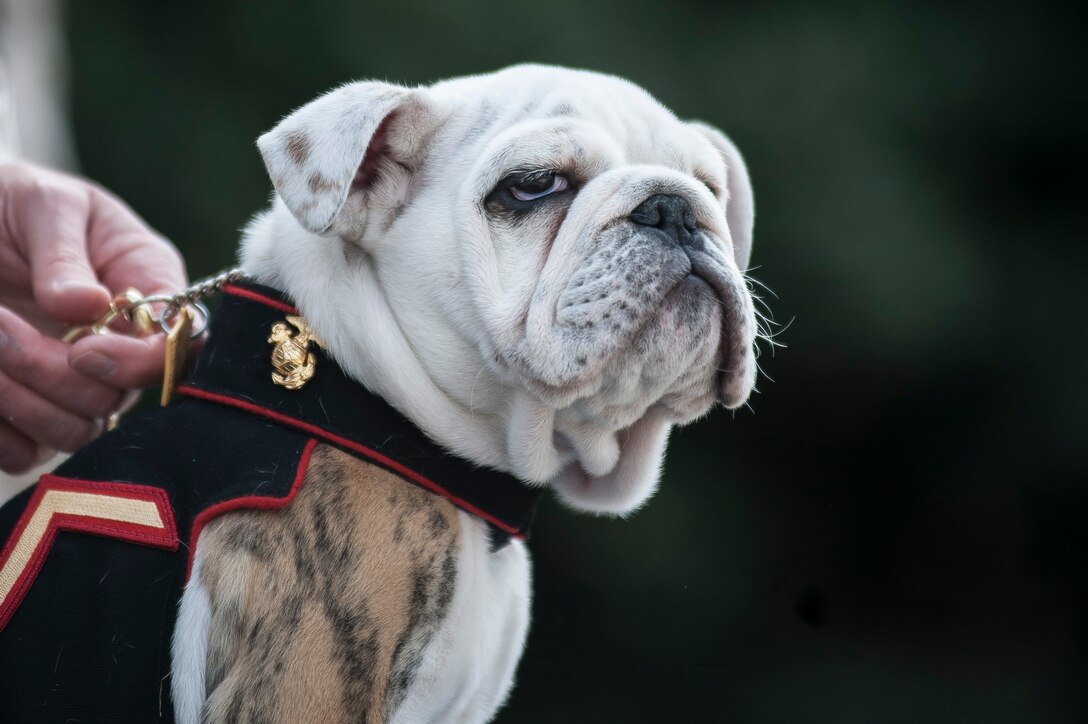 Pfc. Chesty XIV, official mascot of the Marine Corps in-training,  looks at the Marines at the conclusion of his eagle, globe and anchor emblem presentation ceremony at Marine Barracks Washington, D.C., April 8. The ceremony marked the conclusion of Chesty XIV's recruit training and basic indoctrination into the Corps. In the upcoming months, Chesty XIV is scheduled to attend and complete more obedience training to compliment his military training. The young Marine will serve in a mascot-apprentice roll for the remainder of the summer working alongside his predecessor and mentor, Sgt. Chesty XIII, until the sergeant's retirement which is expected in late August.