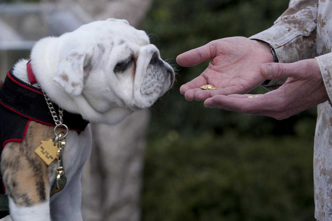 Pfc. Chesty XIV, official mascot of the Marine Corps in-training, stares at golden eagle, globe and anchor emblems during an emblem presentation ceremony at Marine Barracks Washington, D.C., April 8. The ceremony marked the conclusion of Chesty XIV's recruit training and basic indoctrination into the Corps. In the upcoming months, Chesty XIV is scheduled to attend and complete more obedience training to compliment his military training. The young Marine will serve in a mascot-apprentice roll for the remainder of the summer working alongside his predecessor and mentor, Sgt. Chesty XIII, until the sergeant's retirement which is expected in late August. 