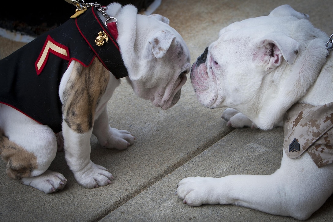 Pfc. Chesty XIV, official mascot of the Marine Corps in-training, left, receives words of wisdom from his predecessor Sgt. Chesty XIII, official mascot of the Marine Corps, at the conclusion of an emblem presentation ceremony at Marine Barracks Washington, D.C., April 8. The ceremony marked the conclusion of Chesty XIV's recruit training and basic indoctrination into the Corps. In the upcoming months, Chesty XIV is scheduled to attend and complete more obedience training to compliment his military training. The young Marine will serve in a mascot-apprentice roll for the remainder of the summer working alongside his predecessor and mentor, Sgt. Chesty XIII, until the sergeant's retirement which is expected in late August. 