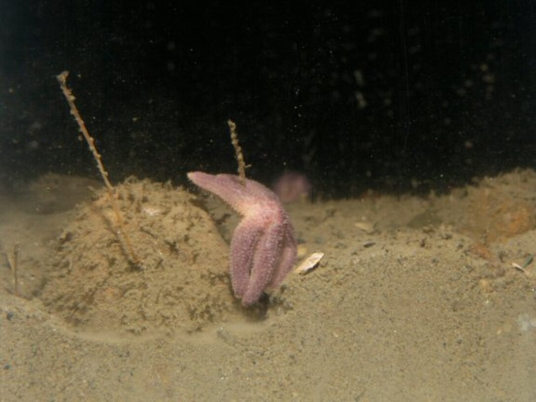 SPI photo with starfish.                  