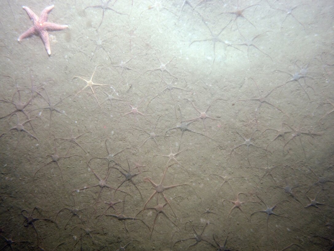 SPI plan view photo of brittle stars on the sea floor.