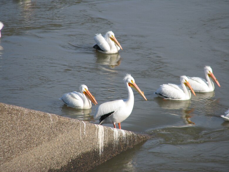 Pelicans 