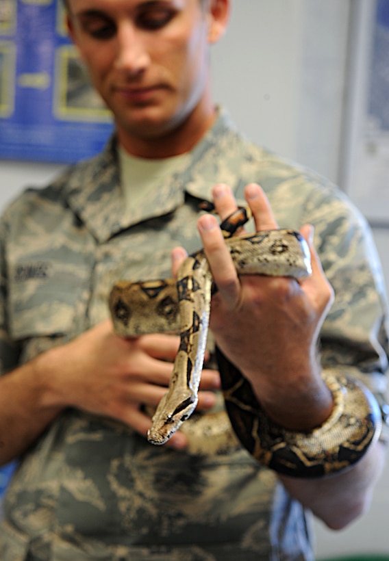 Airman 1st Class Michael Graves, 633rd Civil Engineering Squadron pest control specialist, holds the Entomology shop’s ball python at Langley Air Force Base, Va., April 2, 2013. Snakes are among the many pests Entomology encounters. (U.S. Air Force photo by Senior Airman Brittany Paerschke-O’Brien/Released)