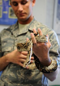 Airman 1st Class Michael Graves, 633rd Civil Engineering Squadron pest control specialist, holds the Entomology shop’s ball python at Langley Air Force Base, Va., April 2, 2013. Snakes are among the many pests Entomology encounters. (U.S. Air Force photo by Senior Airman Brittany Paerschke-O’Brien/Released)