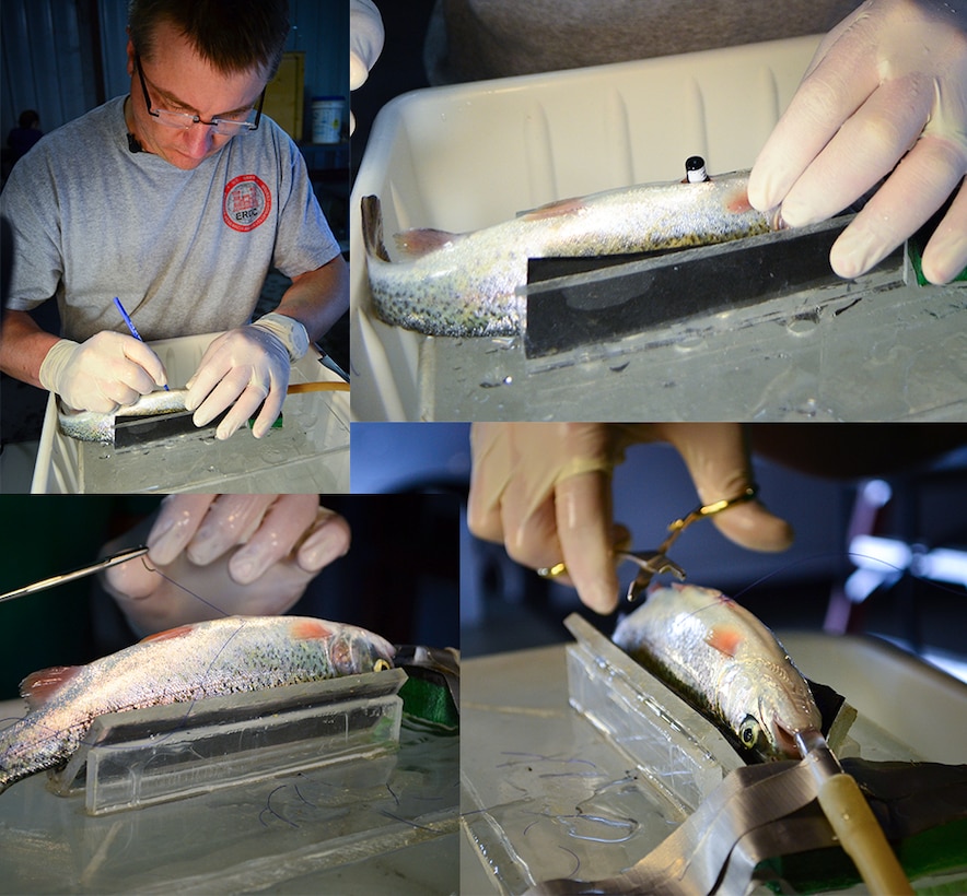 Dave Smith, research ecologist from the U.S. Army Corps of Engineers' Engineer Research and Development Center in Vicksburg, Miss., surgically implants an acoustic tag into a 1-year-old steelhead trout March 25, 2013, at the Coleman National Fish Hatchery in Anderson, Calif. Smith is using the fish-tag data obtained for use in a computer model that helps evaluate habitat restoration work under the Sacramento River Bank Protection Project, a joint flood risk reduction effort between the district and the state's California Central Valley Flood Protection Board to repair river bank erosion along the Sacramento River and its tributaries.