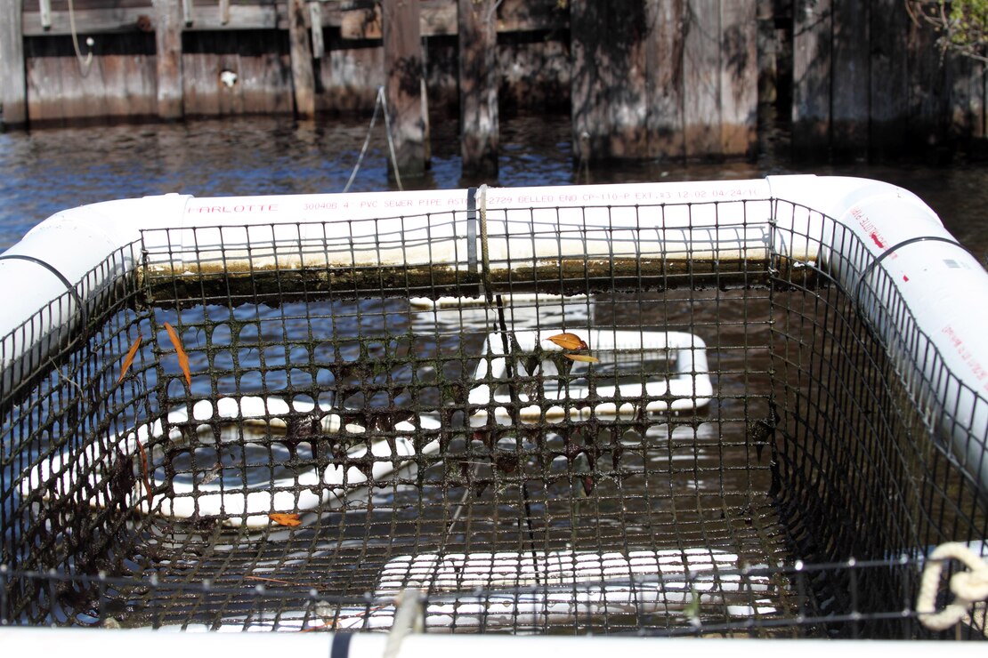 Fort Norfolk oyster reef