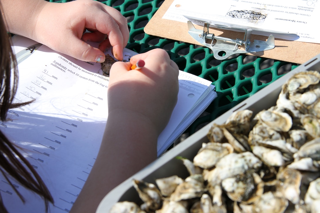 FORT NORFOLK, Va. -- Seatack Elementary School science students measure and compile data about the oysters growth and water salinity. The baseline compilation by Jessica Grell's students from Seatack Elementary School in Virginia Beach, Va., began in 2012. At that time, these district oysters were sufficient in size and placed on the Corps' breakwater reef.