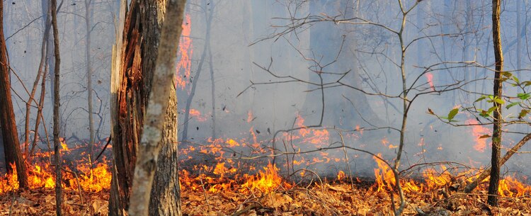 Quantico Fire Department and Emergency Rescue Services responded to a fire crawling through the woods in Training Area 11 on the west side of Marine Corps Base Quantico on April 9, 2013. The affected area was too large to extinguish outright so emergency responders limited the spread of the fire by bulldozing a "no burn" zone around it. After the zone had been crafted, firefighters fought fire with fire by "back-burning", a controlled burn designed to rob the fire of fuel so it can be managed safely.