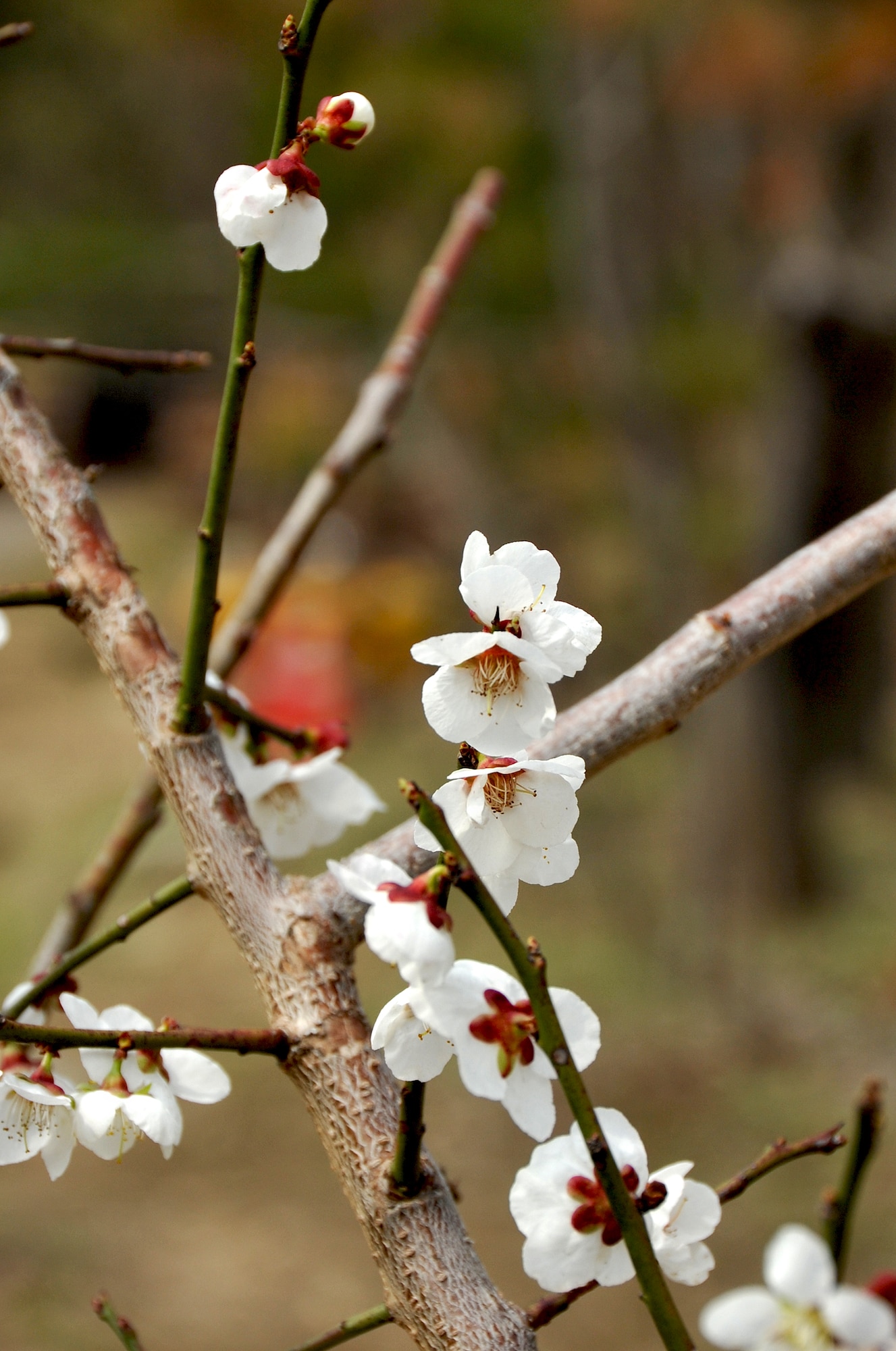 Cherry Blossoms are featured among the thousands of trees showcased on Nami Island, Republic of Korea. Renamed the Namira Republic in 2006 after declaring their cultural independence, the island offers a variety of activities for visitors seeking to get lost in a world of creativity.  (U.S. Air Force photo/Senior Airman Kristina Overton)