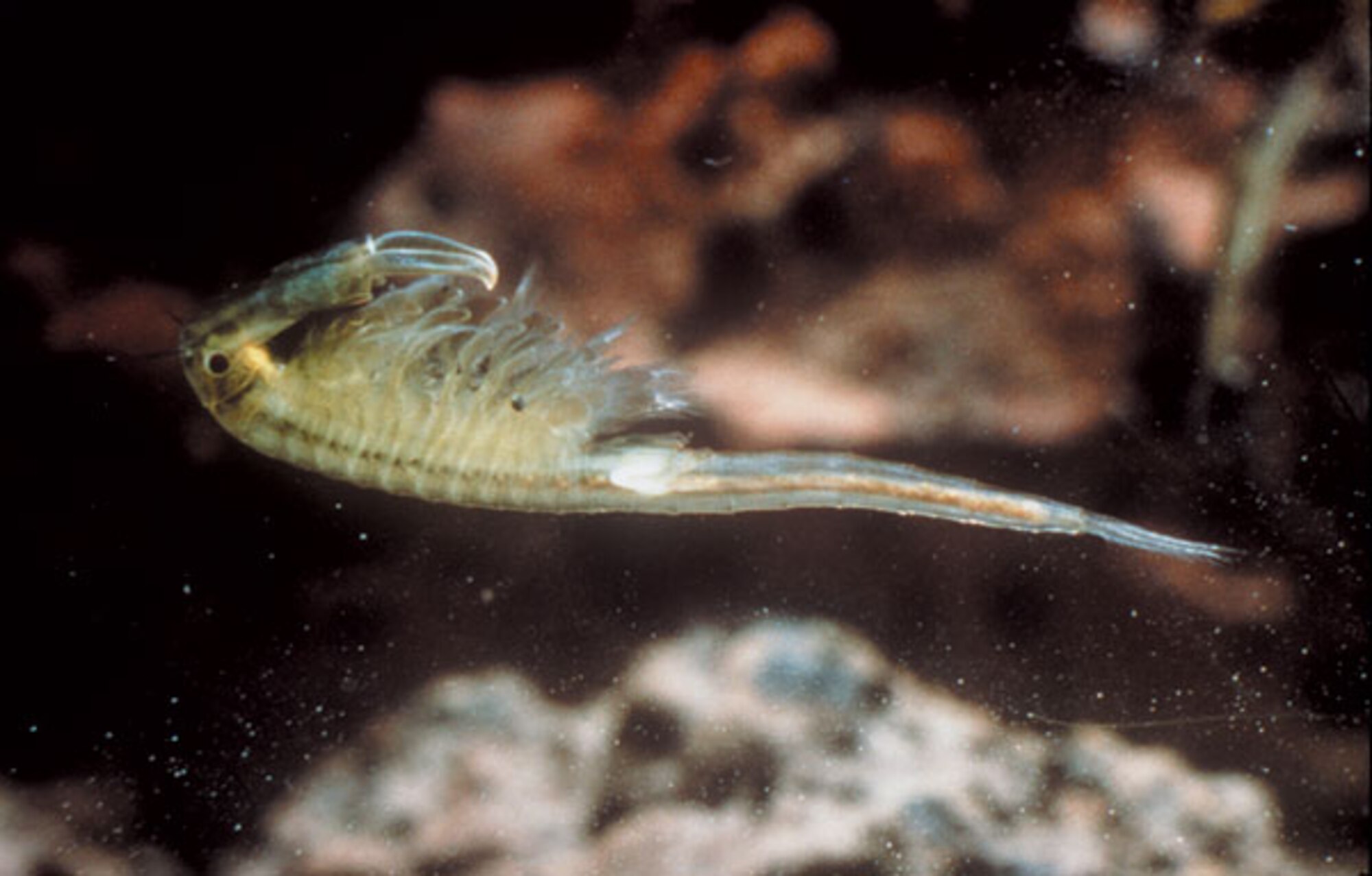 Species such as the fairy shrimp and the vernal pools they live in are found at both the former McClellan and Mather Air Force Bases.  