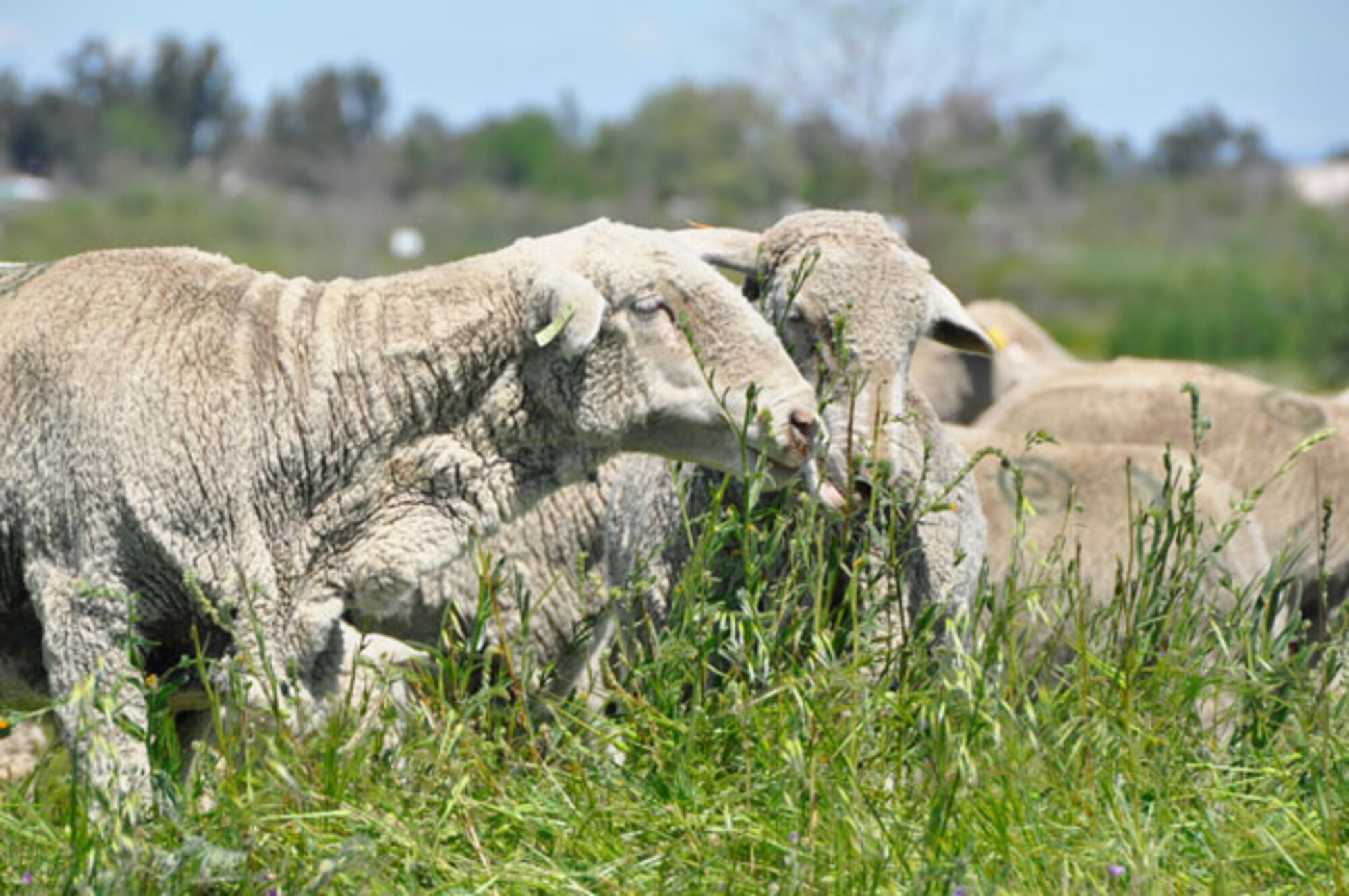 Often vernal pools at McClellan are overrun by non-native plant species.  To combat the problem hundreds of sheep are trucked in annually to consume the intruders and allow the native plants to thrive. 